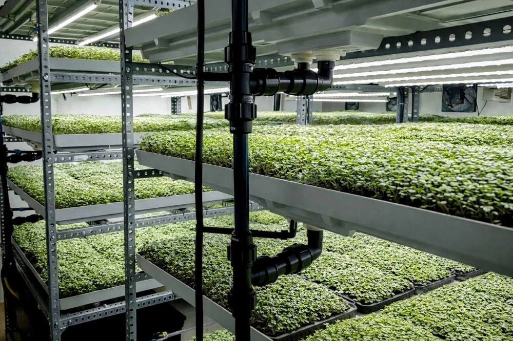 Sala de cultivo de microgreens con estanterías verticales bajo iluminación LED